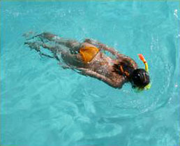 Snorkeling in the US Virgin Islands