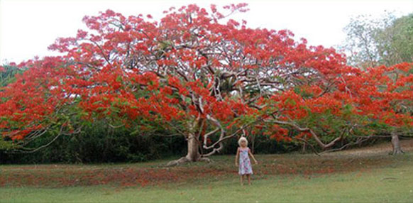 St John Vacation with Child under Bougainvillea Tree